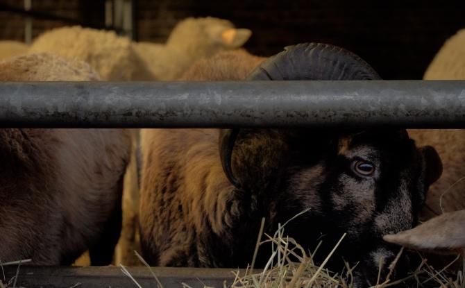 Bien-être animal en Wallonie : des mesures concrètes contre la maltraitance