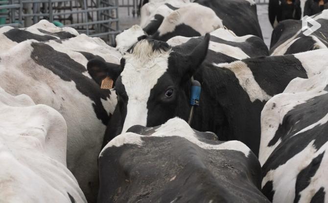 Méthane et filière laitière : une journée de rencontres à Gembloux Agro-Bio Tech