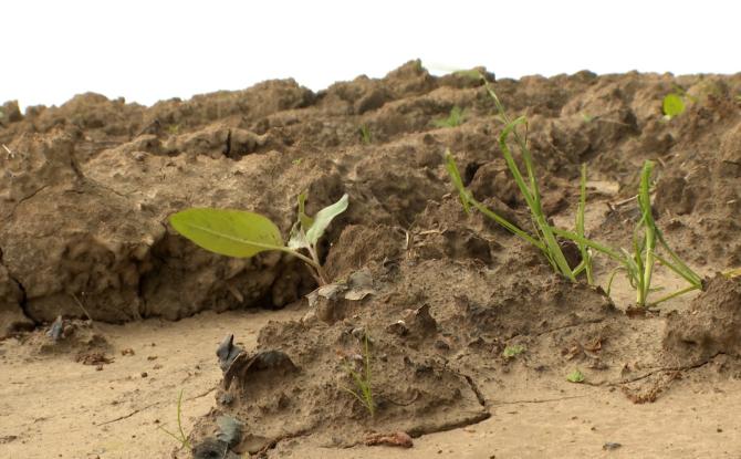 Agriculture : la Wallonie se dote d'un nouveau plan "réaliste" contre l'érosion des sols
