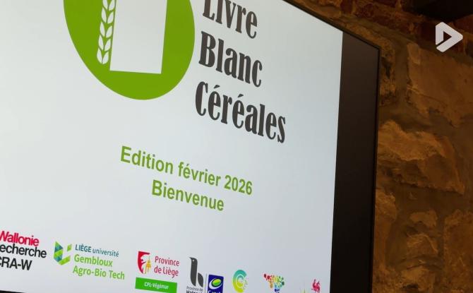 Livre blanc des céréales : retour à la normale pour les récoltes en 2025