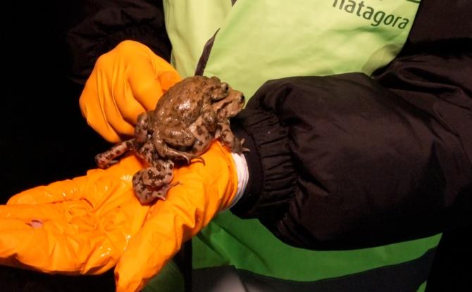 Reproduction des batraciens : Natagora en opération sauvetage à Grand-Leez