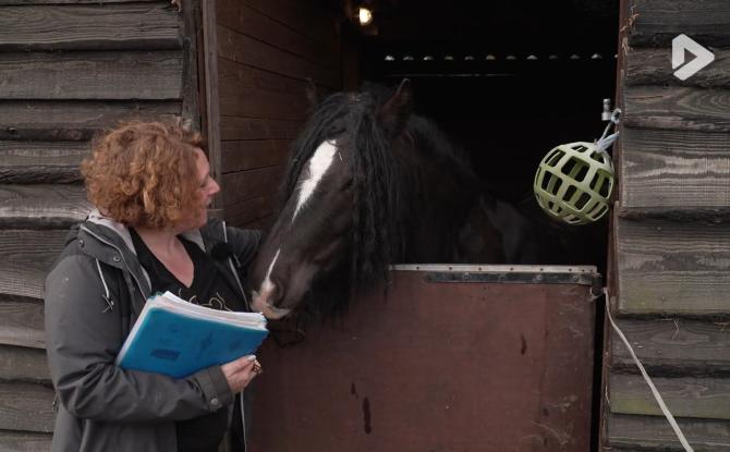 Les Héros des animaux - Les thérapies alternatives sur les aimaux