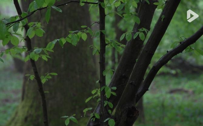 Le "Forest Day 2026" à l'Espace Senghor le 20 mars