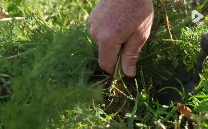 Walhain : quelques astuces pour bien s’occuper de son potager au début du printemps
