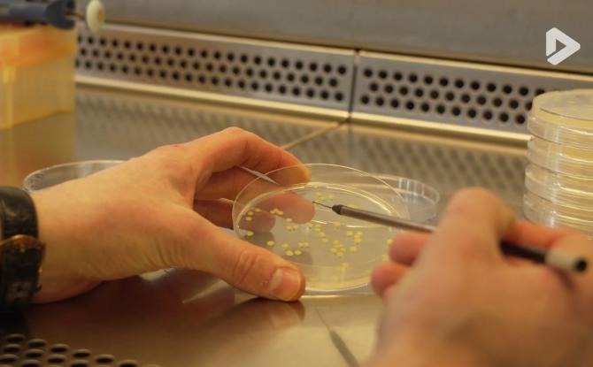 Gembloux : "Aquabio", un nouvelle solution pour lutter contre le mildiou