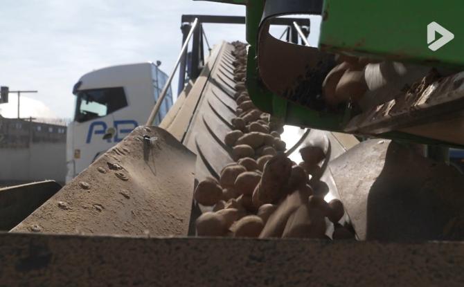 Le secteur belge de la pomme de terre industrielle en crise