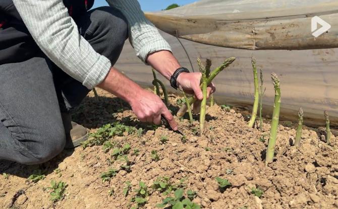 Thorembais : la saison de l'asperge verte est lancée en Wallonie