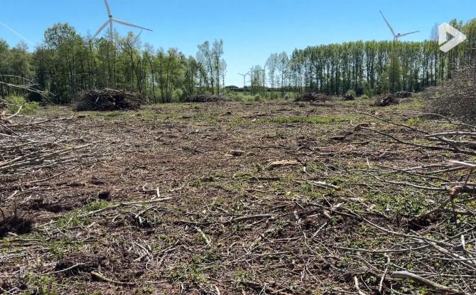 Perwez : une coupe à blanc de 9 hectares de peupliers fait réagir Natagora