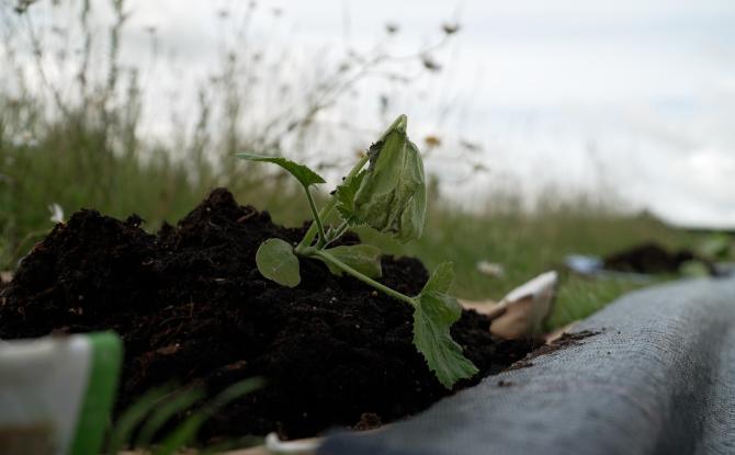 À Tourinnes-Saint-Lambert, des potirons redonnent vie au cimetière