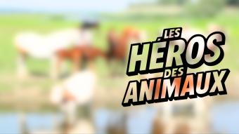 Les Héros des animaux
