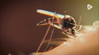 What The Fact? - Les moustiques, petites bêtes, grandes questions