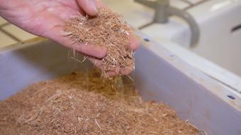 Les écorces de bois : une alternative prometteuse aux pesticides