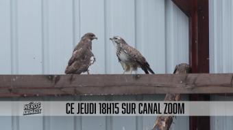 Les Héros des animaux