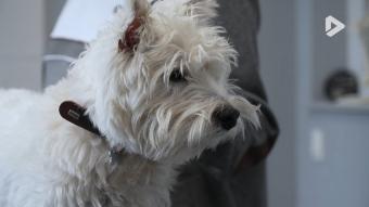 Les Héros des animaux - Clinique vétérinaire partie 1