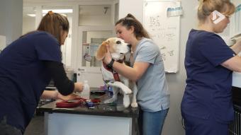 Les Héros des animaux - Clinique vétérinaire partie 2