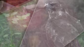 Les Héros des animaux