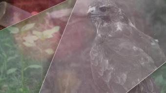 Les Héros des animaux