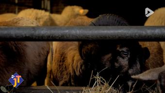 Le JT - Jeudi 29 janvier 2026