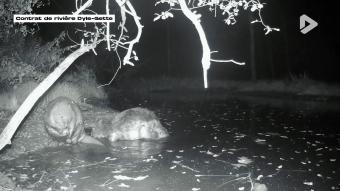 What the fact ? - Sur les traces du castor ?