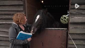 Les Héros des animaux - Les thérapies alternatives sur les aimaux