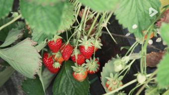 What the fact ? - Comment se cultivent nos fraises ?